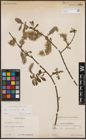 Foto von Salix cinerea L.
